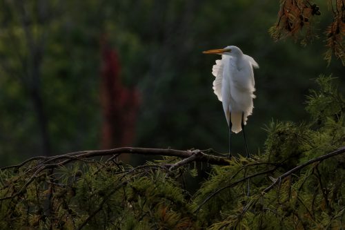 Z5E_4050_Nik-DeNoiseAI-standard_Nik_DxO