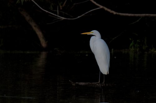 Z5E_4070_Nik-DeNoiseAI-standard_Nik_DxO