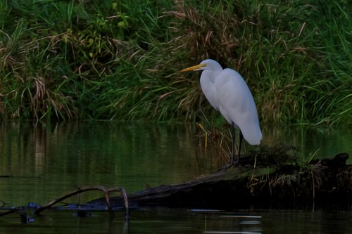 Z5E_4075_Nik-DeNoiseAI-standard_Nik_DxO