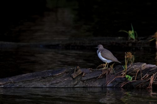 Z5E_4077_Nik-DeNoiseAI-standard_Nik_DxO