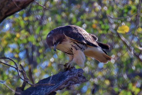 Z5E_4243_Nik-DeNoiseAI-standard_Nik_DxO