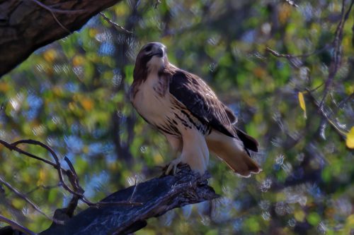 Z5E_4248_Nik-DeNoiseAI-standard_Nik_DxO