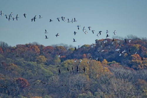 Z5E_4322_Nik-DeNoiseAI-standard_Nik_DxO