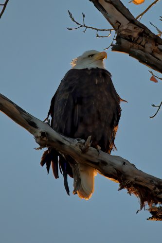 Z5E_4596_Nik-DeNoiseAI-standard_Nik_DxO
