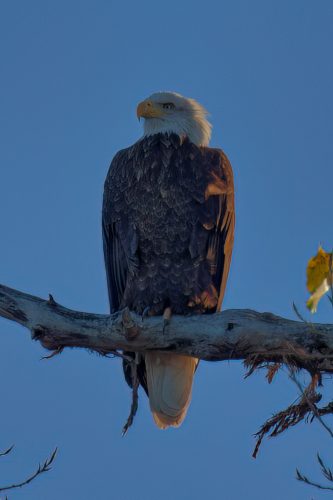 Z5E_4604_Nik-DeNoiseAI-low-light_Nik_DxO