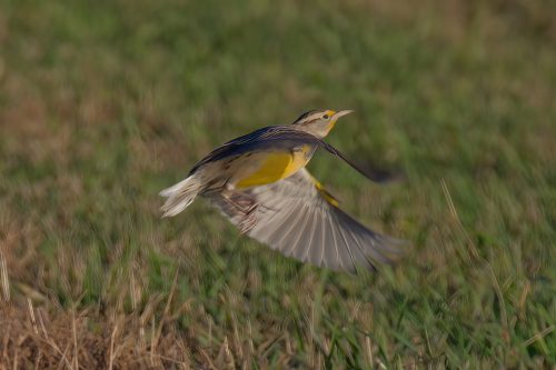 Z5E_4621_Nik-DeNoiseAI-standard_DxO