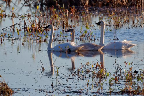 Z5E_4633_Nik-DeNoiseAI-standard_Nik_DxO