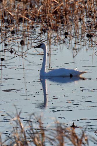 Z5E_4645_Nik-DeNoiseAI-standard_Nik_DxO