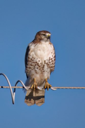 Z5E_4675_Nik-DeNoiseAI-low-light_Nik_DxO