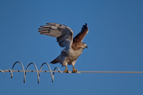 Z5E_4678_Nik-DeNoiseAI-standard_Nik_DxO