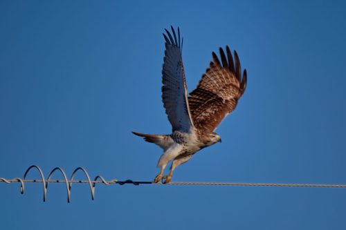 Z5E_4679_Nik-DeNoiseAI-standard_Nik_DxO