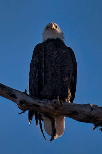 Z5E_4720_Nik-DeNoiseAI-low-light_Nik_DxO