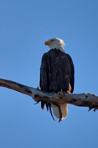 Z5E_4722_Nik-DeNoiseAI-standard_Nik_DxO