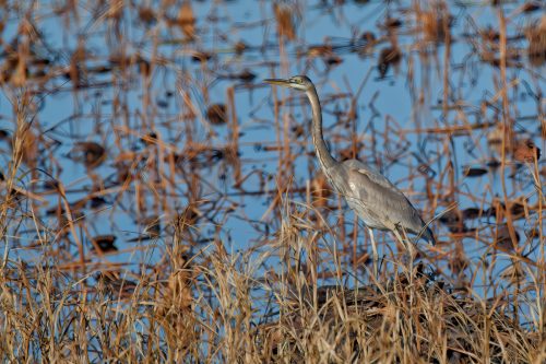 Z5E_4780_Nik-DeNoiseAI-standard_Nik_DxO