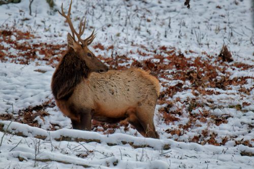 Z5E_4836_Nik-DeNoiseAI-low-light_Nik_DxO