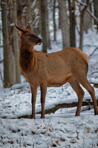 Z5E_4839_Nik-DeNoiseAI-low-light_Nik_DxO