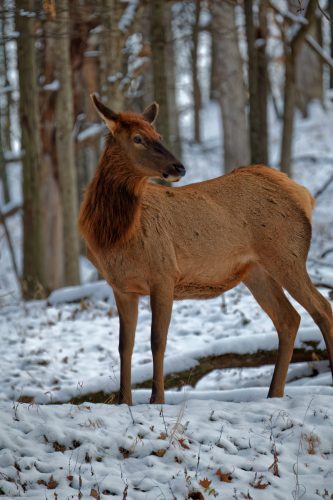 Z5E_4841_Nik-DeNoiseAI-low-light_Nik_DxO