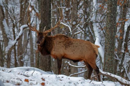 Z5E_4844_Nik-DeNoiseAI-low-light_Nik_DxO