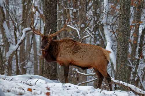 Z5E_4844_Nik-DeNoiseAI-low-light_Nik_DxO