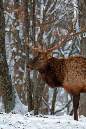 Z5E_4849_Nik-DeNoiseAI-low-light_Nik_DxO