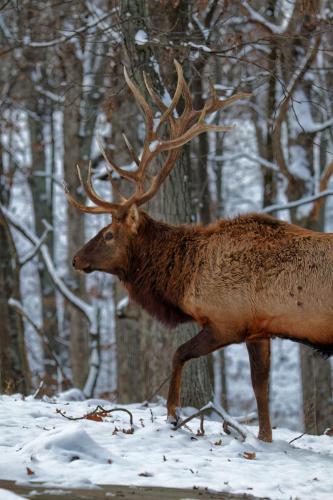 Z5E_4854_Nik-DeNoiseAI-low-light_Nik_DxO
