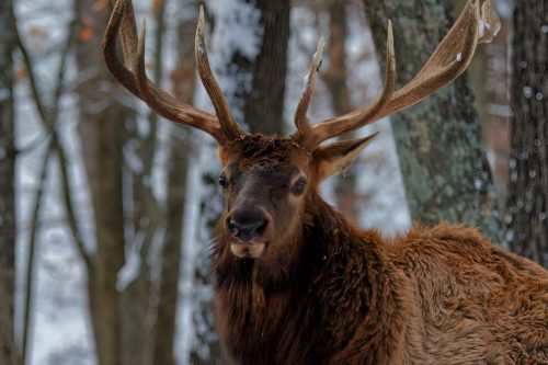 Z5E_4862_Nik-DeNoiseAI-low-light_Nik_DxO-1