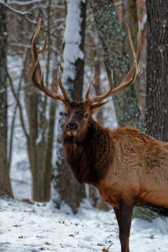 Z5E_4862_Nik-DeNoiseAI-low-light_Nik_DxO