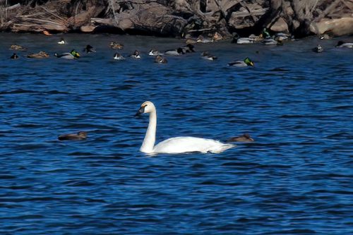 Z5E_4876_Nik-DeNoiseAI-standard_Nik_DxO