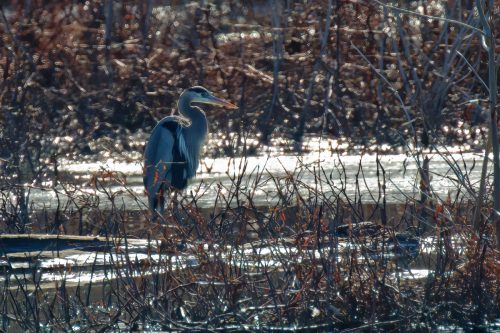 Z5E_4923_Nik-DeNoiseAI-standard_Nik_DxO