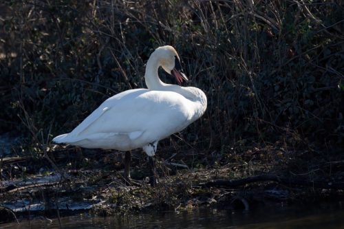 Z5E_4935_Nik-DeNoiseAI-standard_DxO