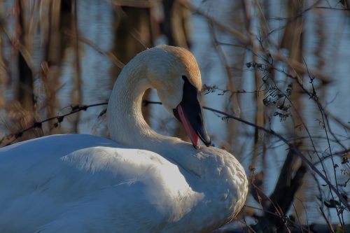 Z5E_4939_Nik-DeNoiseAI-standard_Nik_DxO-1