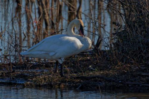 Z5E_4939_Nik-DeNoiseAI-standard_Nik_DxO