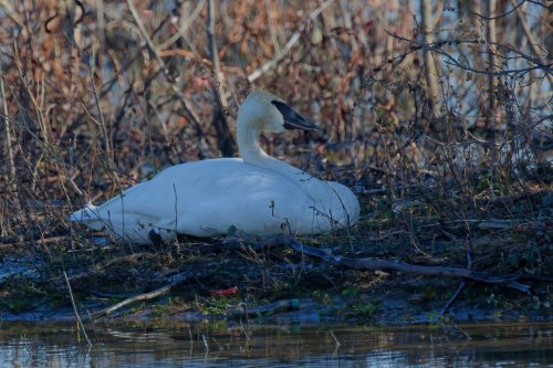 Z5E_4954_Nik-DeNoiseAI-standard_Nik_DxO