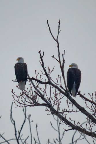 Z5E_4980_Nik-DeNoiseAI-raw_Nik_DxO