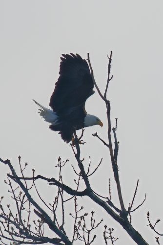 Z5E_5038_Nik-DeNoiseAI-standard_Nik_DxO