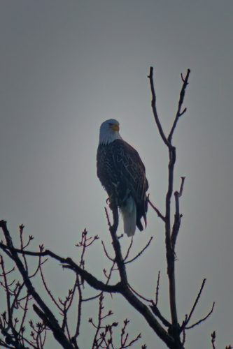 Z5E_5043_Nik-DeNoiseAI-raw_Nik_DxO