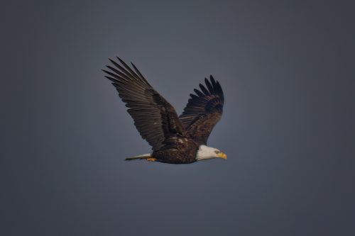 Z5E_5050_Nik-DeNoiseAI-low-light_Nik_DxO