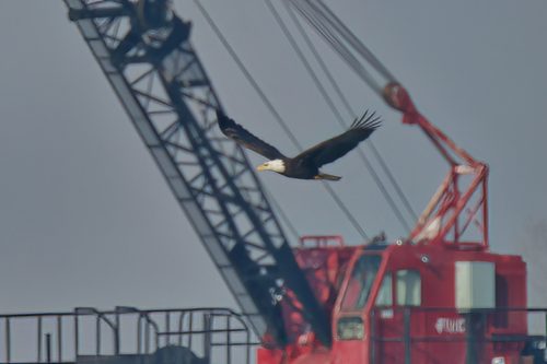 Z5E_5053_Nik-DeNoiseAI-severe-noise_Nik_DxO