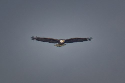 Z5E_5072_Nik-DeNoiseAI-raw_Nik_DxO