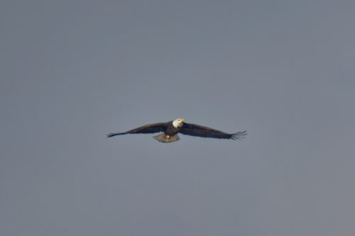 Z5E_5073_Nik-DeNoiseAI-raw_Nik_DxO