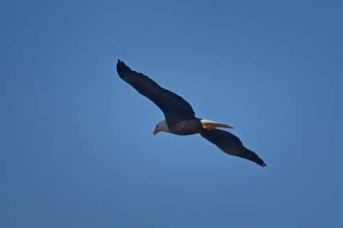 Z5E_5101_Nik-DeNoiseAI-standard_Nik_DxO