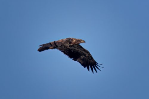 Z5E_5112_Nik-DeNoiseAI-severe-noise_Nik_DxO