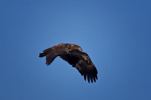 Z5E_5113_Nik-DeNoiseAI-standard_Nik_DxO