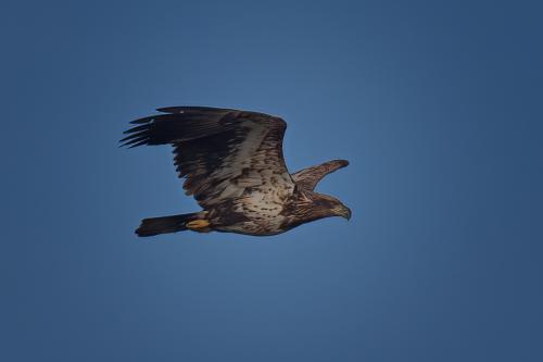 Z5E_5115_Nik-DeNoiseAI-standard_Nik_DxO