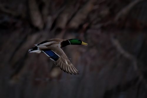 Z5E_5117_Nik-DeNoiseAI-standard_Nik_DxO