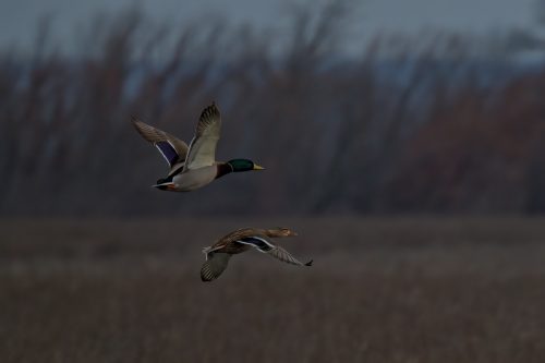 Z5E_5119_Nik-DeNoiseAI-standard_Nik_DxO