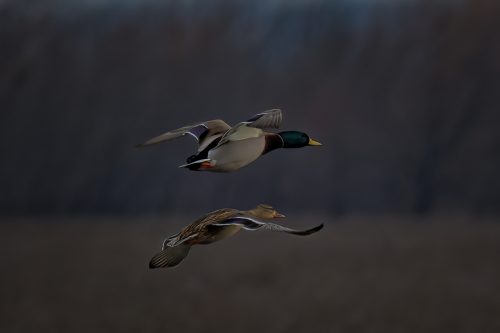 Z5E_5120_Nik-DeNoiseAI-standard_Nik_DxO