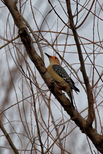 Z5E_5137_Nik-DeNoiseAI-standard_Nik_DxO