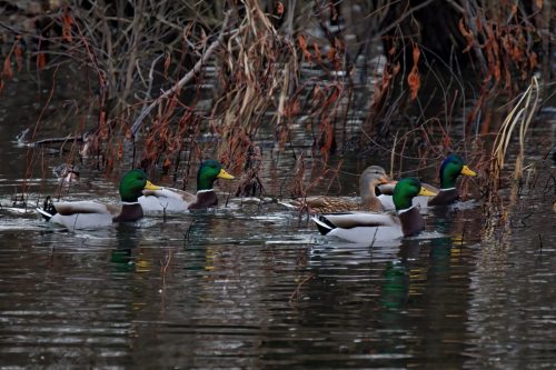 Z5E_5144_Nik-DeNoiseAI-standard_Nik_DxO