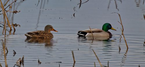 Z5E_5147_Nik-DeNoiseAI-standard_Nik_DxO